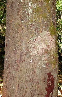 Tronco da Copaíba