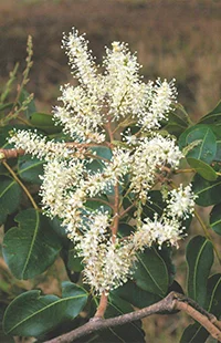 Flores da Copaíba