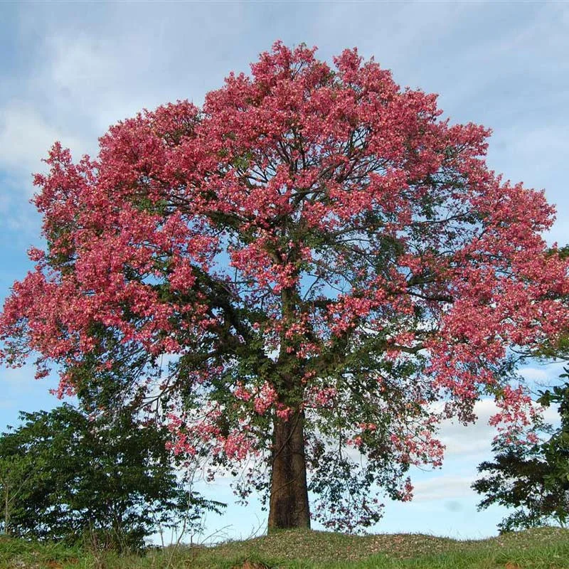 Paineira