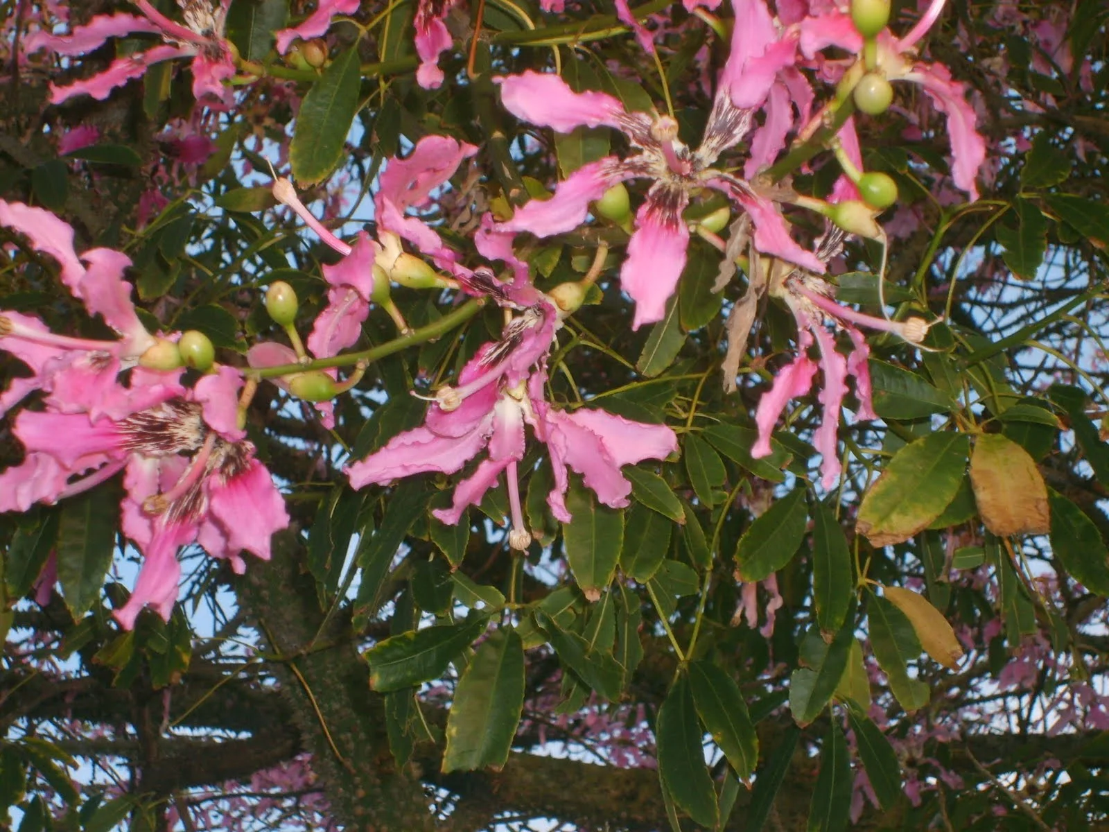 Flor da Paineira