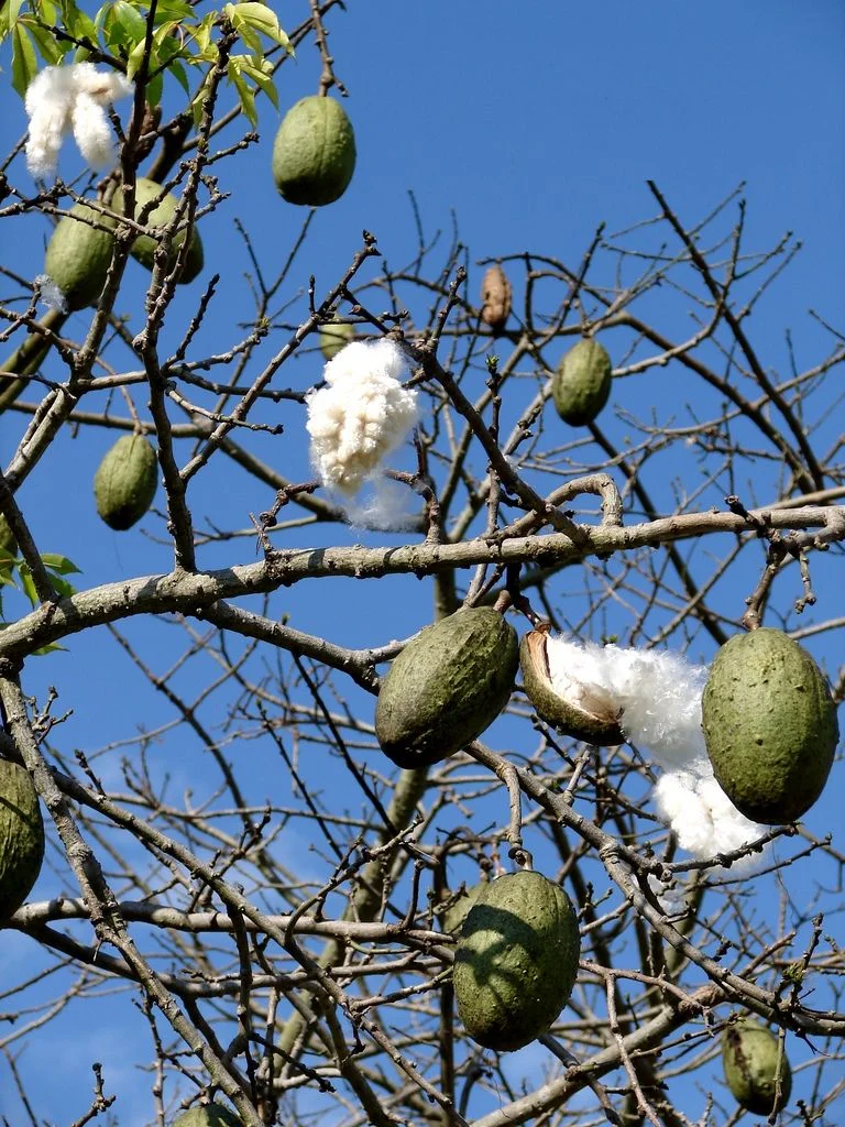 Fruto da Paineira