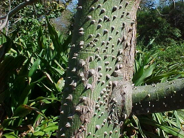 Tronco da Paineira